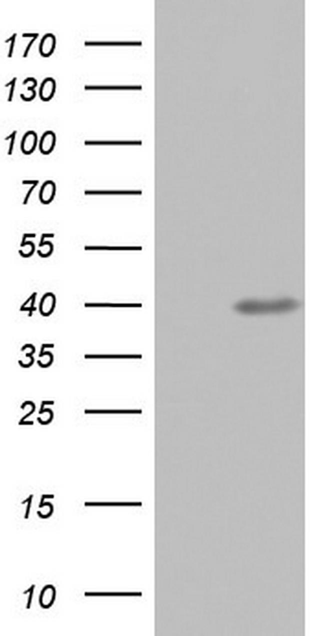 UFD1L Antibody in Western Blot (WB)