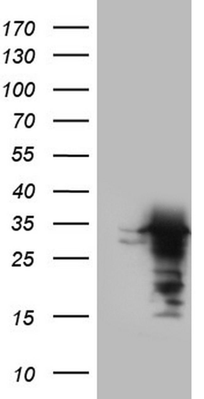 UFD1L Antibody in Western Blot (WB)