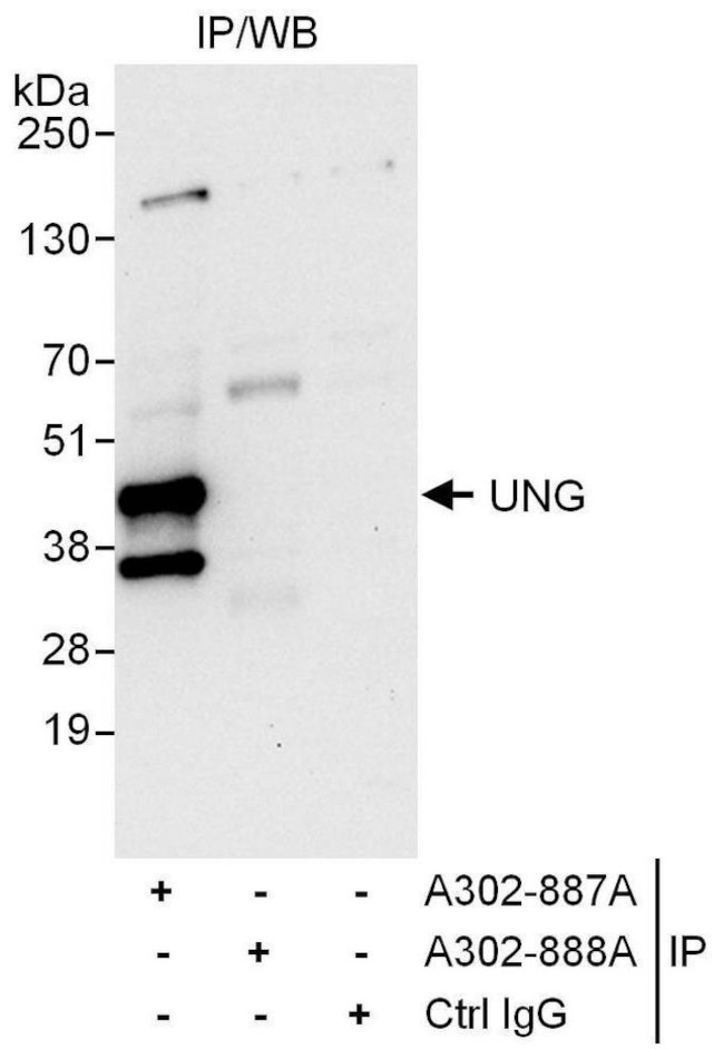 UNG Polyclonal Antibody (A302887A)