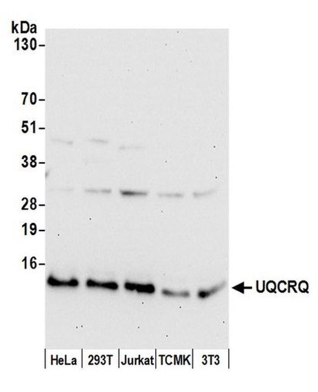 UQCRQ Antibody in Western Blot (WB)