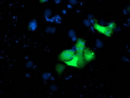 USP10 Antibody in Immunocytochemistry (ICC/IF)