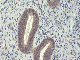 USP10 Antibody in Immunohistochemistry (Paraffin) (IHC (P))