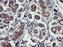 USP10 Antibody in Immunohistochemistry (Paraffin) (IHC (P))