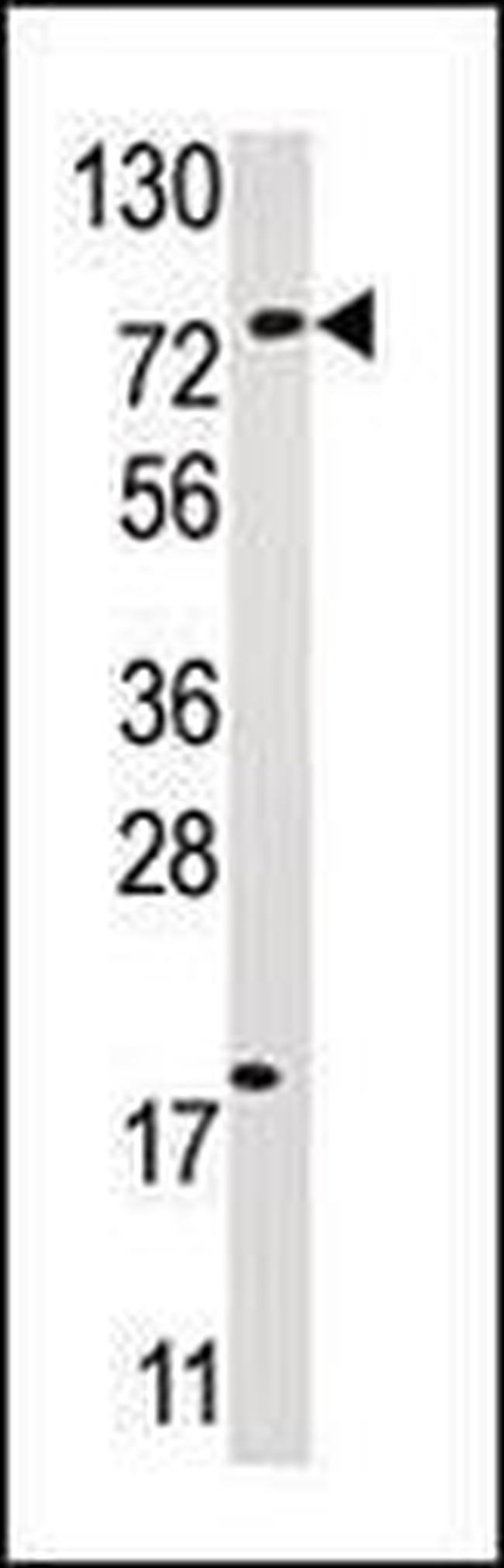 USP16 Antibody in Western Blot (WB)