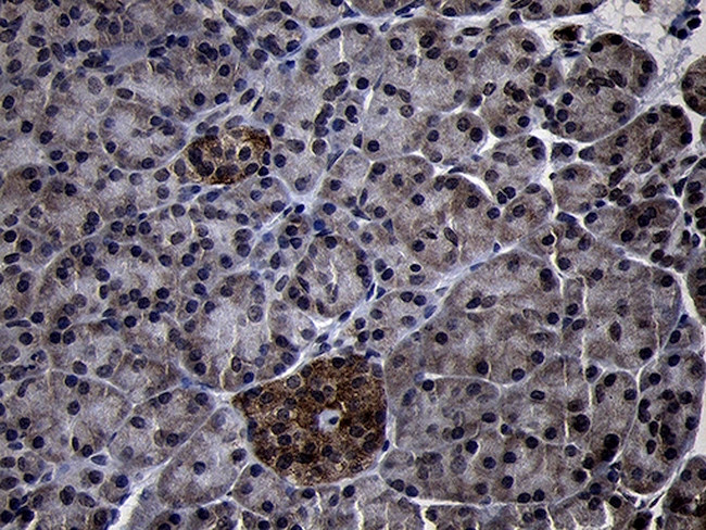 USP40 Antibody in Immunohistochemistry (Paraffin) (IHC (P))