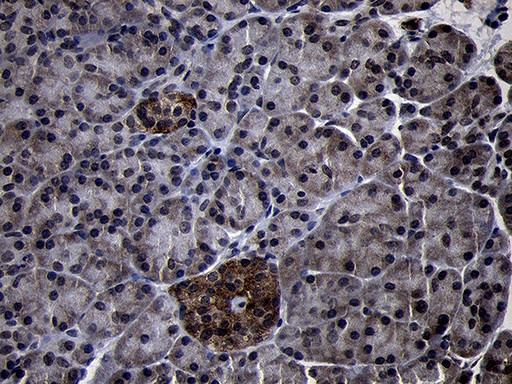 USP40 Antibody in Immunohistochemistry (Paraffin) (IHC (P))
