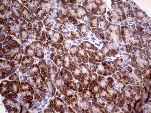 USP40 Antibody in Immunohistochemistry (Paraffin) (IHC (P))