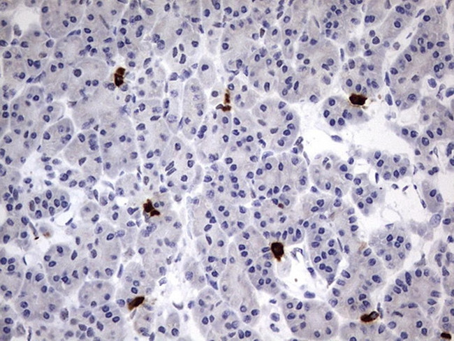 USP48 Antibody in Immunohistochemistry (Paraffin) (IHC (P))