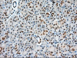 USP5 Antibody in Immunohistochemistry (Paraffin) (IHC (P))