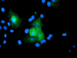 USP54 Antibody in Immunocytochemistry (ICC/IF)