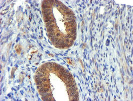 USP7 Antibody in Immunohistochemistry (Paraffin) (IHC (P))