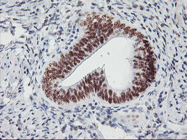 USP7 Antibody in Immunohistochemistry (Paraffin) (IHC (P))