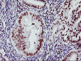 USP7 Antibody in Immunohistochemistry (Paraffin) (IHC (P))