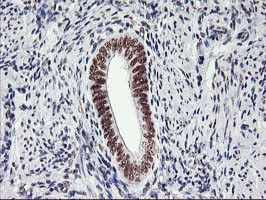 USP7 Antibody in Immunohistochemistry (Paraffin) (IHC (P))