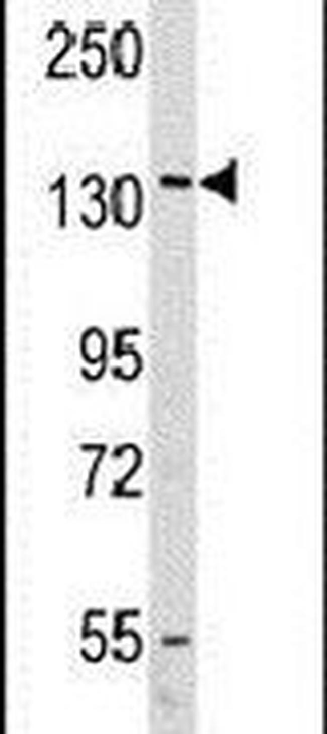 VARS Antibody in Western Blot (WB)