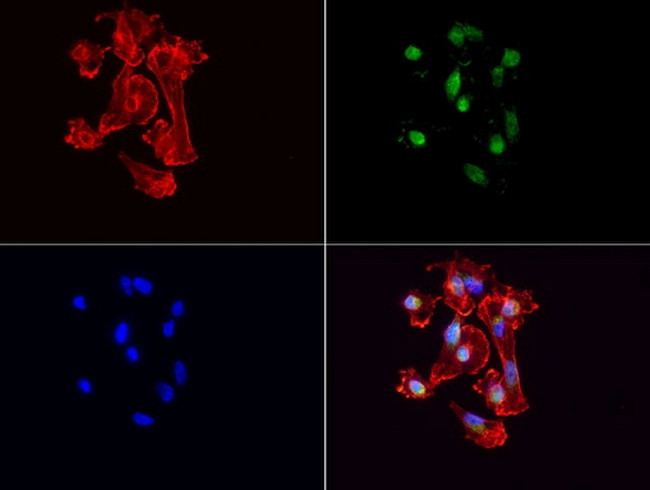 VBP1 Antibody in Immunocytochemistry (ICC/IF)