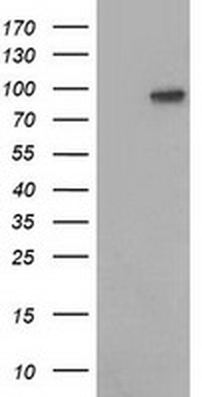 VCAM1 Antibody in Western Blot (WB)