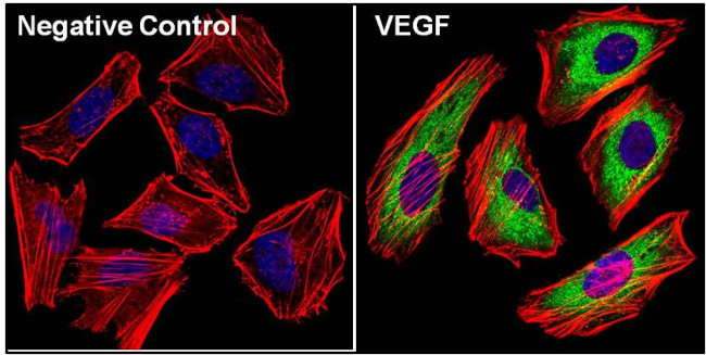 VEGF Antibody in Immunocytochemistry (ICC/IF)