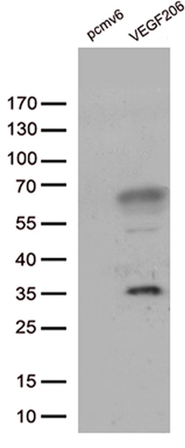 VEGF Antibody in Western Blot (WB)