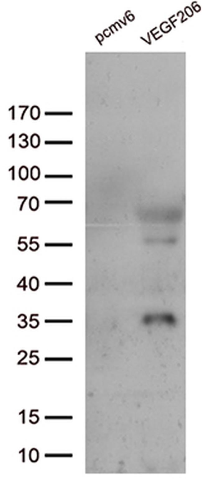 VEGF Antibody in Western Blot (WB)