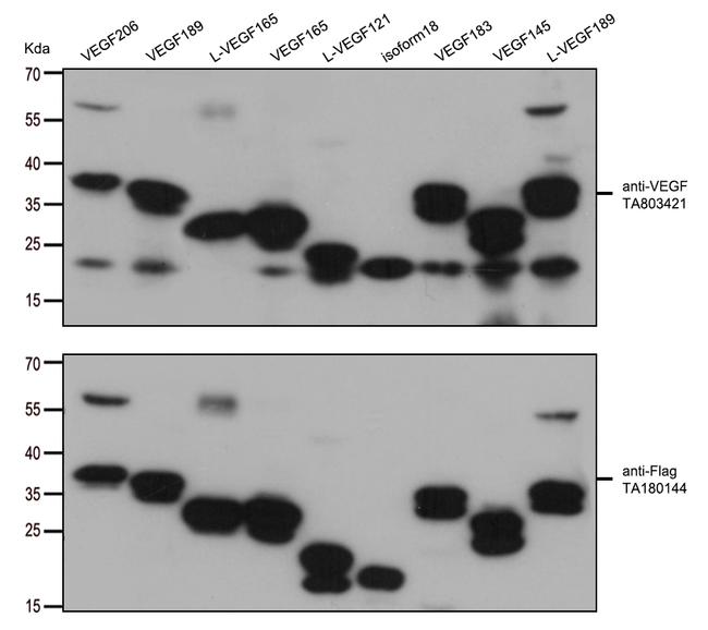 VEGF Antibody in Western Blot (WB)