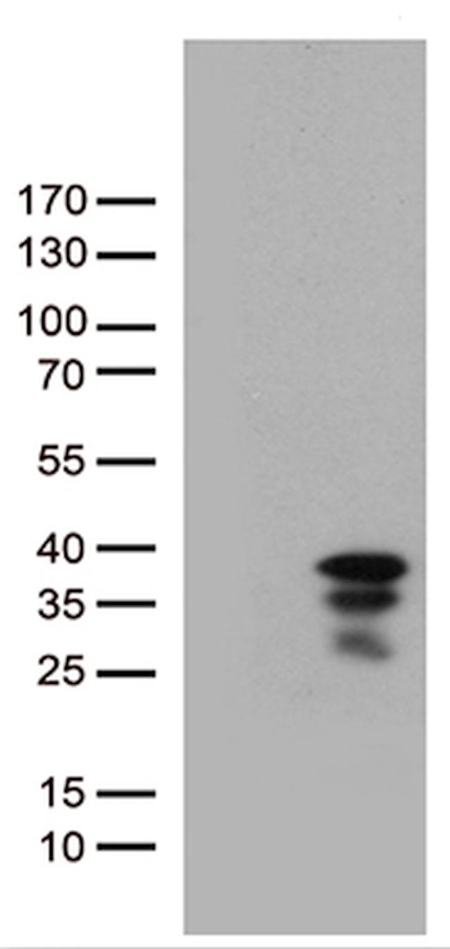 VGLL1 Antibody in Western Blot (WB)