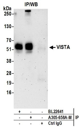 VISTA Antibody in Immunoprecipitation (IP)