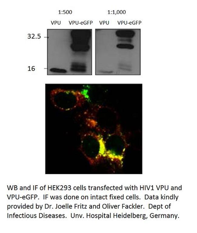Viral Protein U Antibody in Western Blot (WB)
