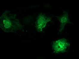 VSIG2 Antibody in Immunocytochemistry (ICC/IF)