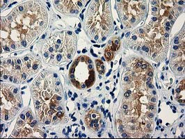 VSIG2 Antibody in Immunohistochemistry (Paraffin) (IHC (P))