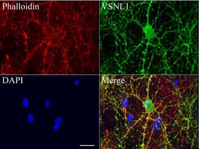 VSNL1 Antibody in Immunocytochemistry (ICC/IF)