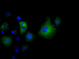 VWA5A Antibody in Immunocytochemistry (ICC/IF)