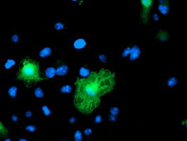 VWA5A Antibody in Immunocytochemistry (ICC/IF)