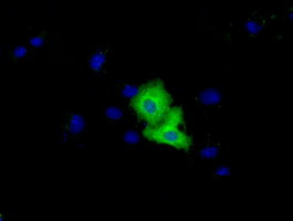 VWA5A Antibody in Immunocytochemistry (ICC/IF)