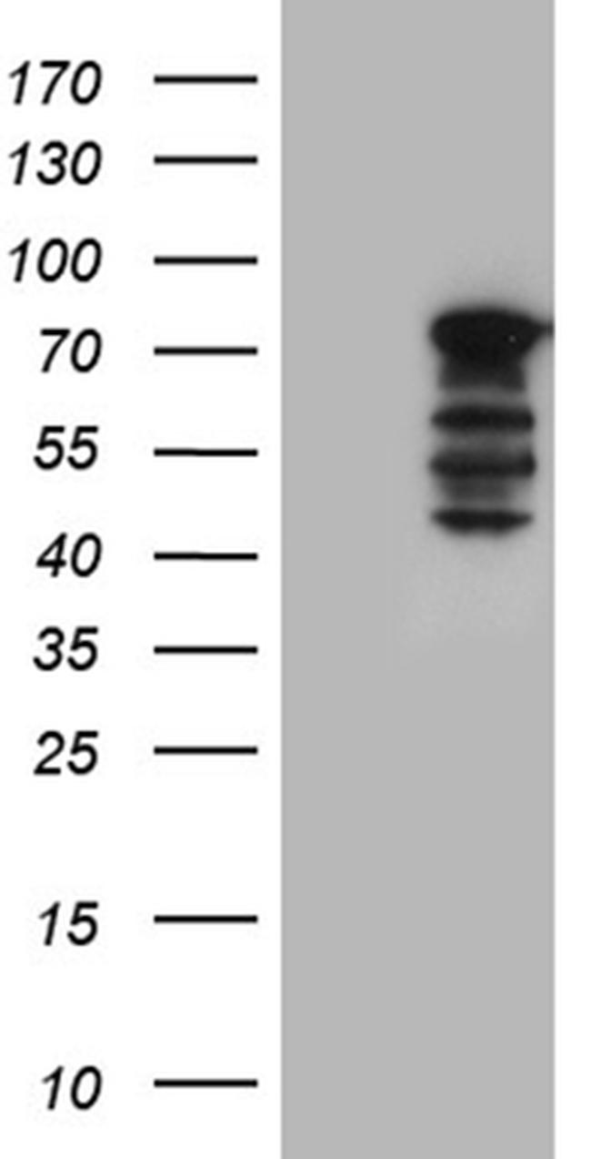 WASL Antibody in Western Blot (WB)