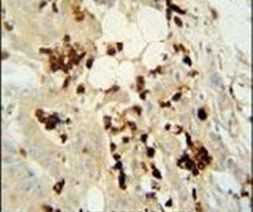 WDR21C Antibody in Immunohistochemistry (IHC)