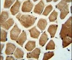 WDR49 Antibody in Immunohistochemistry (IHC)