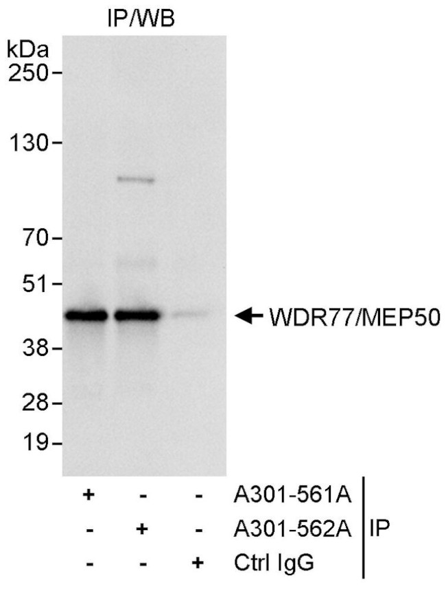 WDR77/MEP50 Antibody in Immunoprecipitation (IP)