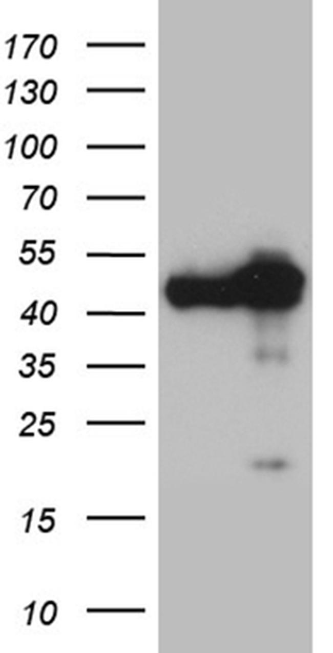 WDR77 Antibody in Western Blot (WB)