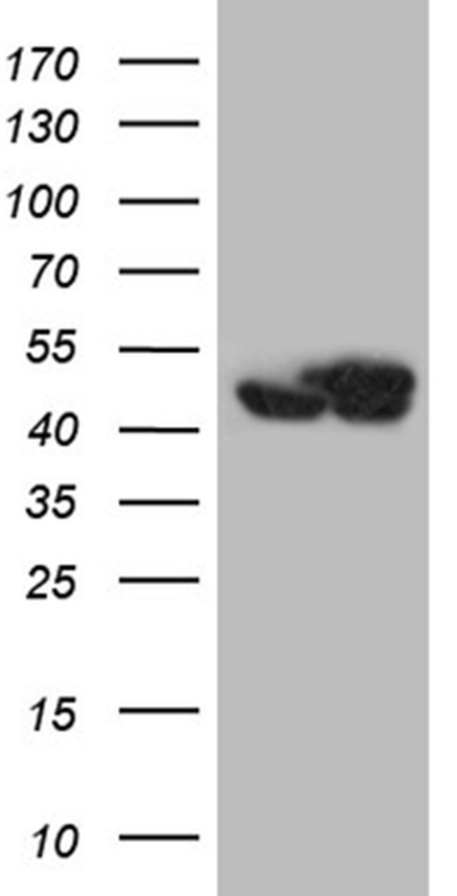 WDR77 Antibody in Western Blot (WB)