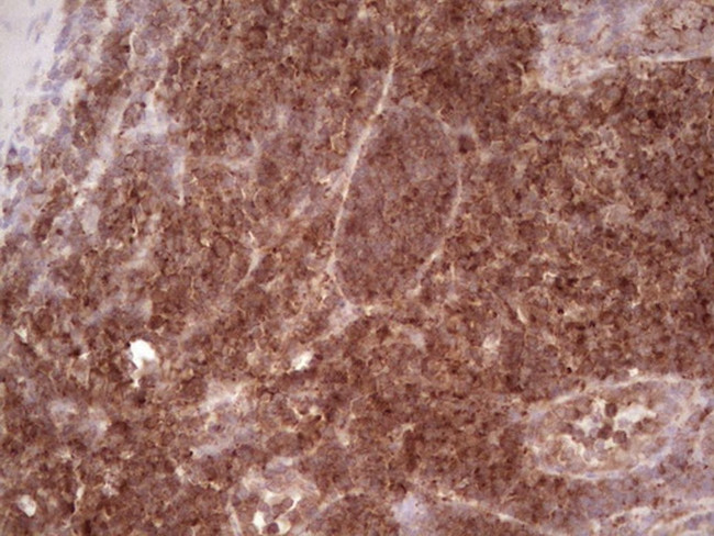 WIBG Antibody in Immunohistochemistry (Paraffin) (IHC (P))