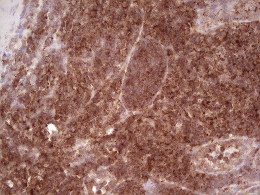 WIBG Antibody in Immunohistochemistry (Paraffin) (IHC (P))