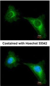 WNT10B Antibody in Immunocytochemistry (ICC/IF)