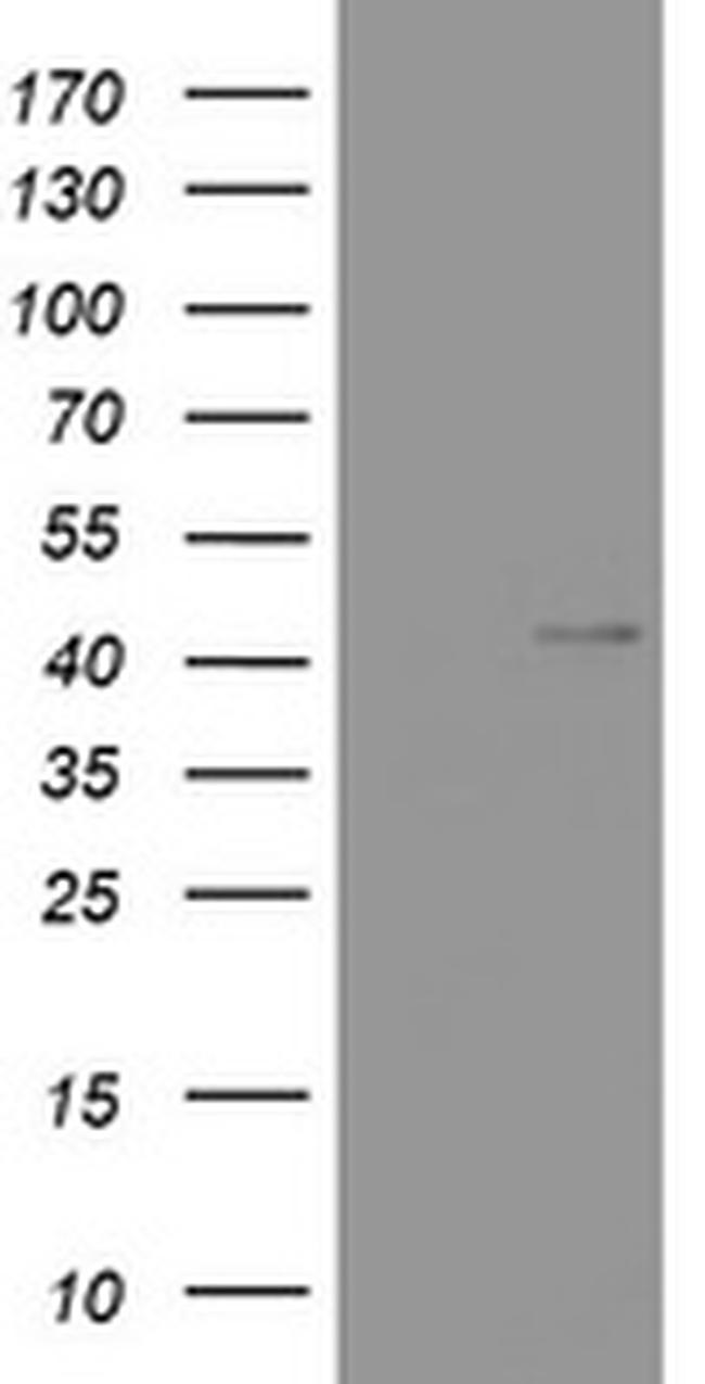 WNT3 Antibody in Western Blot (WB)