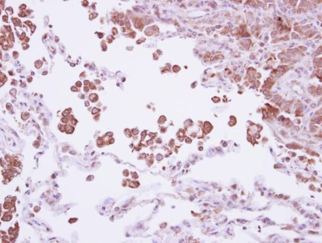 WNT3 Antibody in Immunohistochemistry (IHC)