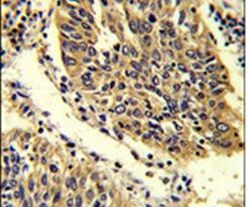 WNT4 Antibody in Immunohistochemistry (IHC)