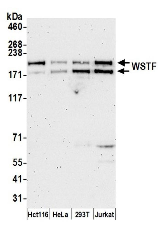 Wstf Map WSTF Polyclonal Antibody (A300-446A-T)