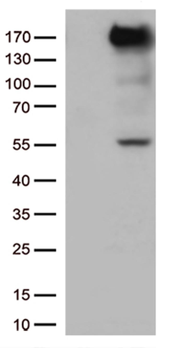 XDH Antibody in Western Blot (WB)