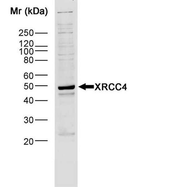 XRCC4 Antibody in Western Blot (WB)