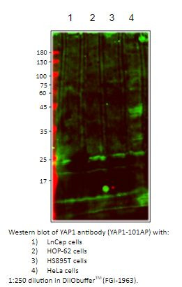 YAP1 Antibody in Western Blot (WB)